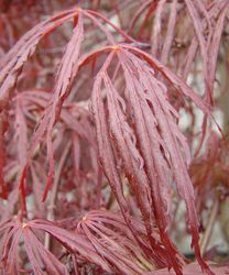 Acer palmatum disectum 'Crimson Queen' — photo 4